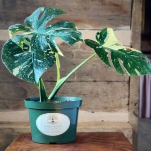Monstera Thai Constellation with creamy white variegation and broad fenestrated leaves in nursery pot – exact plant from Rare Root Plant Co.