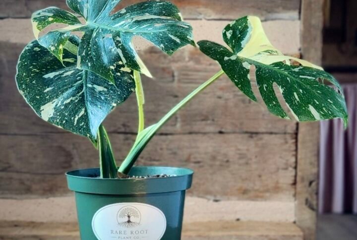 Monstera Thai Constellation with creamy white variegation and broad fenestrated leaves in nursery pot – exact plant from Rare Root Plant Co.