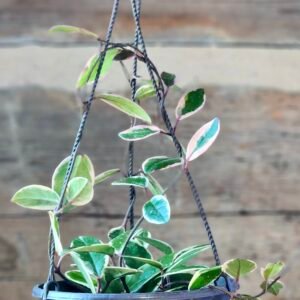Hoya Crimson Queen with cream variegated leaves and trailing vines in nursery pot – exact plant from Rare Root Plant Co.