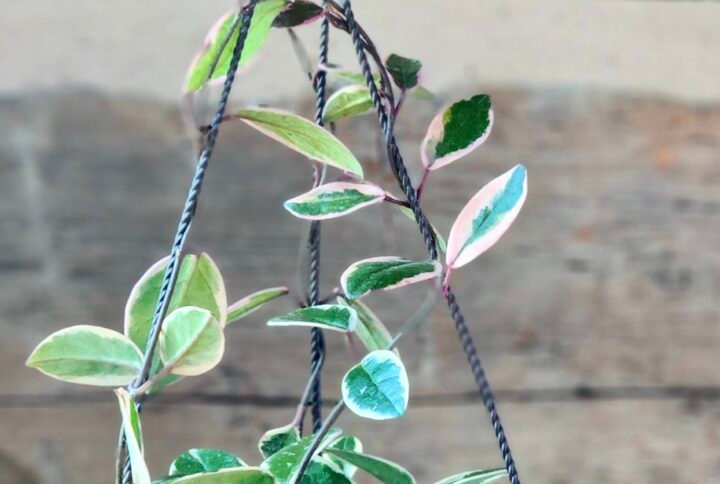 Hoya Crimson Queen with cream variegated leaves and trailing vines in nursery pot – exact plant from Rare Root Plant Co.