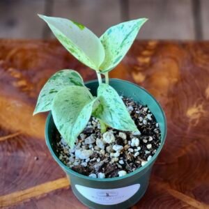 Close-up of Snow Queen Pothos leaves displaying creamy white marbled variegation – exact plant available from Rare Root Plant Co.