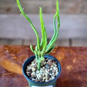 Close-up of Pencil Cactus branching succulent stems showing its unique architectural growth habit – exact plant available from Rare Root Plant Co.