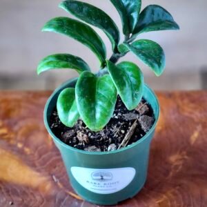 Dwarf ZZ Plant (Zamioculcas zamiifolia 'Zenzi') with compact glossy green foliage in nursery pot – exact plant from Rare Root Plant Co.