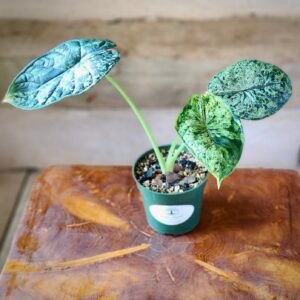 Close-up of heavily textured Dragon Scale Mint Variegated foliage showing unique mint variegation – exact plant available from Rare Root Plant Co.