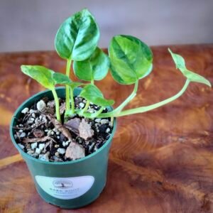 Close-up of Global Green Pothos foliage showing subtle green-on-green variegation – exact plant available from Rare Root Plant Co.
