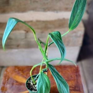 Close-up of Silver Stripe Pothos foliage highlighting elegant silver variegation and trailing growth – exact plant available from Rare Root Plant Co.