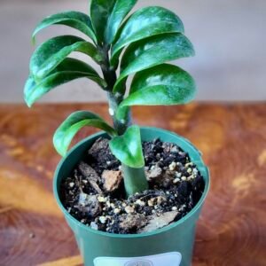 Close-up of the thick, glossy leaves and compact growth habit of a Dwarf ZZ Plant – exact plant available from Rare Root Plant Co.