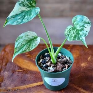 Close-up of Monstera Mint foliage highlighting unique mint variegation and dramatic fenestrations – exact plant available from Rare Root Plant Co.