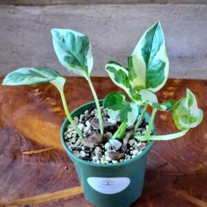 Close-up of N'Joy Pothos foliage highlighting bright white variegation and compact trailing growth – exact plant available from Rare Root Plant Co.