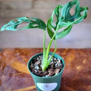 Close-up of Swiss Cheese Plant foliage highlighting its distinctive natural leaf holes and vibrant tropical growth – exact plant available from Rare Root Plant Co.