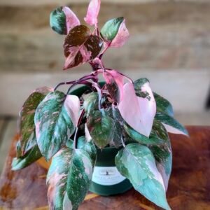 Close-up of Pink Princess Marble Philodendron highlighting unique pink marbling and climbing foliage – exact plant available from Rare Root Plant Co.