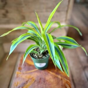 Close-up of Lemon Lime Dracaena leaves highlighting bright variegated striping and graceful arching foliage – exact plant available from Rare Root Plant Co.