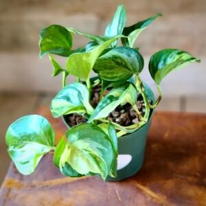 Close-up of Manjula Pothos foliage highlighting unique watercolor-like variegation and gently rippled leaves – exact plant available from Rare Root Plant Co.