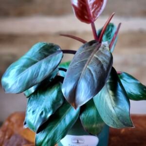 Close-up of Philodendron Rojo Congo highlighting deep red emerging leaf and mature green foliage – exact plant available from Rare Root Plant Co.
