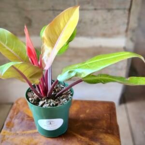 Close-up of Prince of Orange Philodendron showing colorful emerging foliage transitioning from orange to green – exact plant available from Rare Root Plant Co.