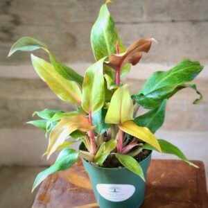 Close-up of Philodendron Orange Marmalade showing colorful variegated leaves with orange and green tones – exact plant available from Rare Root Plant Co.