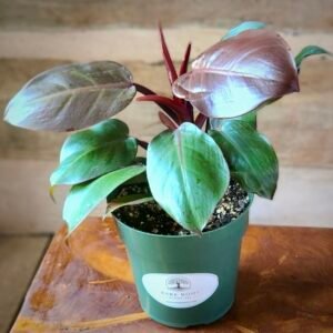 Close-up of Philodendron McColley's Finale showing vibrant new growth transitioning through warm colors to deep green – exact plant available from Rare Root Plant Co.
