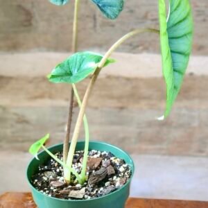 Close-up of Alocasia Silver Dragon showing sculpted silver foliage and intricate emerald veining β exact plant available from Rare Root Plant Co.