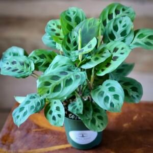 Close-up of Green Prayer Plant foliage showing intricate feather-like leaf patterns and healthy growth – exact plant available from Rare Root Plant Co.