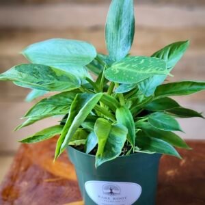 Close-up of Philodendron Green Congo 'Nuclear Variegated' showing unique cream and green variegation on glossy leaves – exact plant available from Rare Root Plant Co.