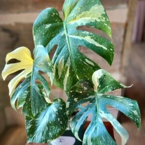 Close-up of Monstera Thai Constellation showing constellation-like cream variegation on glossy green foliage – exact plant available from Rare Root Plant Co.