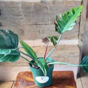 Close-up of Philodendron Pluto showing broad, glossy leaves transitioning from bronze to rich green – exact plant available from Rare Root Plant Co.