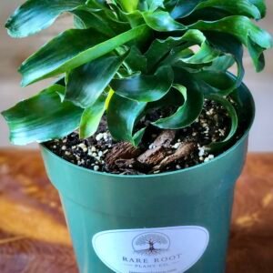 Close-up of Dracaena Twister showing gracefully spiraled leaves and healthy growth – exact plant available from Rare Root Plant Co.