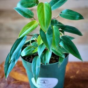 Philodendron Temptation with glossy green foliage in nursery pot – exact plant from Rare Root Plant Co.