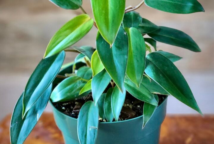 Philodendron Temptation with glossy green foliage in nursery pot – exact plant from Rare Root Plant Co.