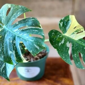 Close-up of Monstera Thai Constellation showing constellation-like cream variegation on glossy green foliage – exact plant available from Rare Root Plant Co.