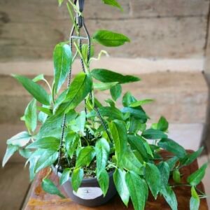 Close-up of Skeleton Key Pothos showing uniquely shaped mature foliage – exact plant available from Rare Root Plant Co.