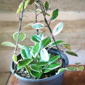 Close-up of Hoya Crimson Queen showing creamy white variegation and soft pink new growth – exact plant available from Rare Root Plant Co.