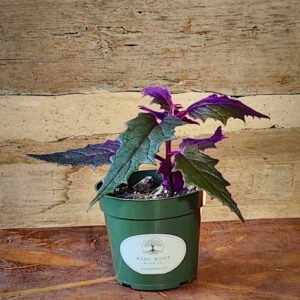 Purple Passion Plant with velvety green and purple foliage in nursery pot – exact plant from Rare Root Plant Co.