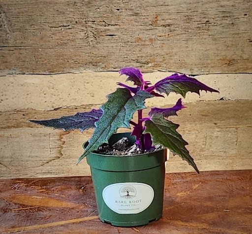 Purple Passion Plant with velvety green and purple foliage in nursery pot – exact plant from Rare Root Plant Co.