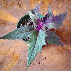 Close-up of Purple Passion Plant showing vivid purple hairs on green foliage – exact plant available from Rare Root Plant Co.