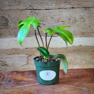 Philodendron Florida with distinctive deeply lobed green leaves in nursery pot – exact plant from Rare Root Plant Co.