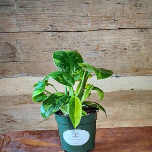 Nuclear Variegated Green Congo Philodendron with green, yellow and chartreuse variegated foliage – exact plant from Rare Root Plant Co.