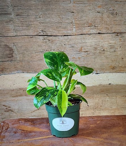 Nuclear Variegated Green Congo Philodendron with green, yellow and chartreuse variegated foliage – exact plant from Rare Root Plant Co.