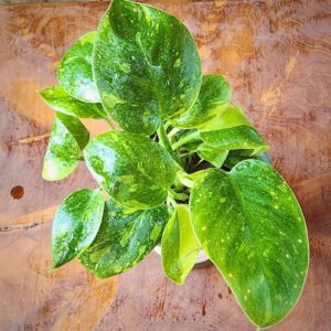 Close-up of Nuclear Variegated Green Congo Philodendron showing unpredictable yellow and green variegation – exact plant available from Rare Root Plant Co.