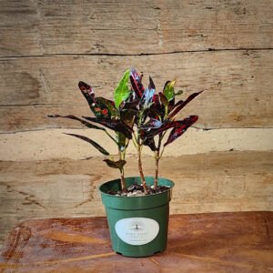 Bush on Fire Croton with narrow multicolored green, yellow, orange and red foliage – exact plant from Rare Root Plant Co.