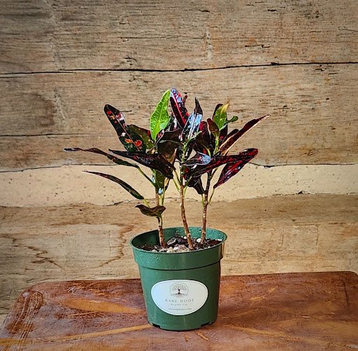 Bush on Fire Croton with narrow multicolored green, yellow, orange and red foliage – exact plant from Rare Root Plant Co.