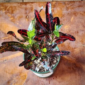 Close-up of Bush on Fire Croton showing colorful narrow leaves and spotted markings – exact plant available from Rare Root Plant Co.