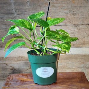 Golden Pothos with heart-shaped green leaves and golden yellow variegation in nursery pot – exact plant from Rare Root Plant Co.