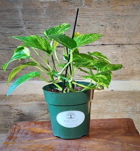 Golden Pothos with heart-shaped green leaves and golden yellow variegation in nursery pot – exact plant from Rare Root Plant Co.
