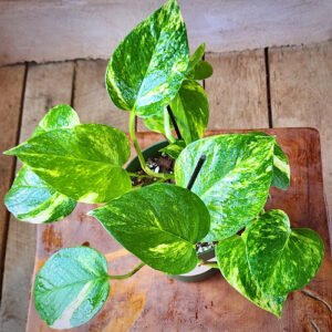 Close-up of Golden Pothos showing natural yellow and gold variegation on green foliage – exact plant available from Rare Root Plant Co.
