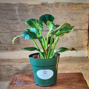 Birkin Philodendron with glossy green leaves and creamy white pinstriped variegation in nursery pot – exact plant from Rare Root Plant Co.