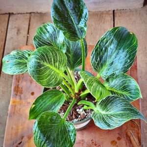 Close-up of Birkin Philodendron showing fine cream and white pinstriping on glossy green foliage – exact plant available from Rare Root Plant Co.