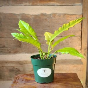 Golden Crocodile Philodendron with bright golden chartreuse elongated toothed leaves – exact plant from Rare Root Plant Co.