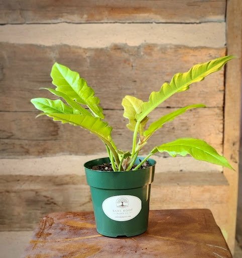 Golden Crocodile Philodendron with bright golden chartreuse elongated toothed leaves – exact plant from Rare Root Plant Co.