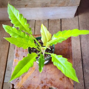 Close-up of Golden Crocodile Philodendron showing golden foliage with distinctive deeply toothed edges – exact plant available from Rare Root Plant Co.